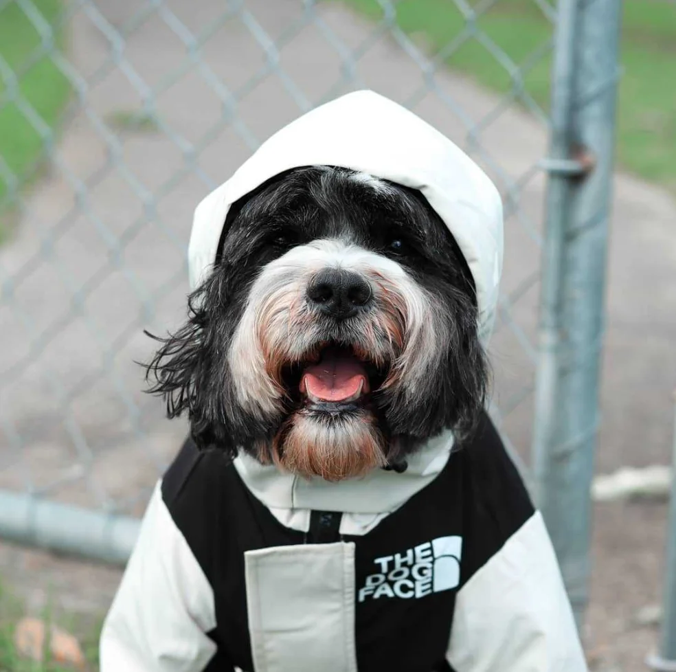 

Pet Clothing Winter Jackets And Down Coats Teddy Bears Small Dogs Winter Warmers