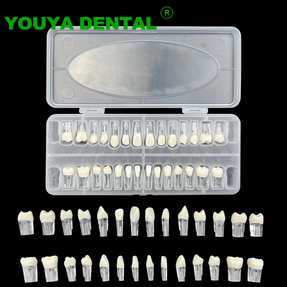 28pcs/set Endodontic Dental Teeth Model Full Mouth Root Canal Block Tooth Pulp Cavity Training Model For Dentist Student Study