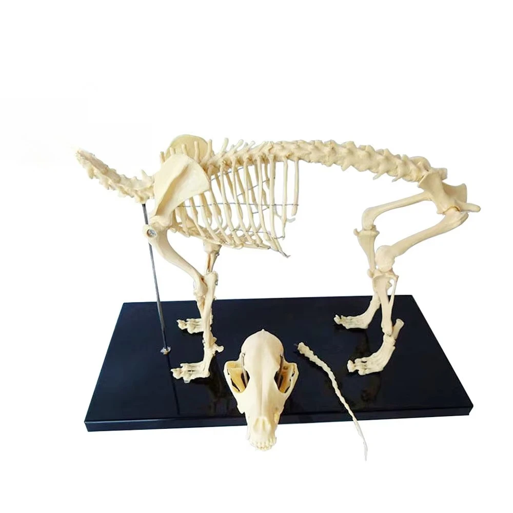 Medica Science Cat Animal Skeleton Joint Specimen Models for Medical Teaching in Animal Hospital
