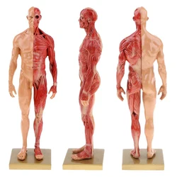 30cm Male Female Resin Human Anatomy Muscle Skeleton Model For Biologia Surgical Teaching Medical Supplies And Equipment New