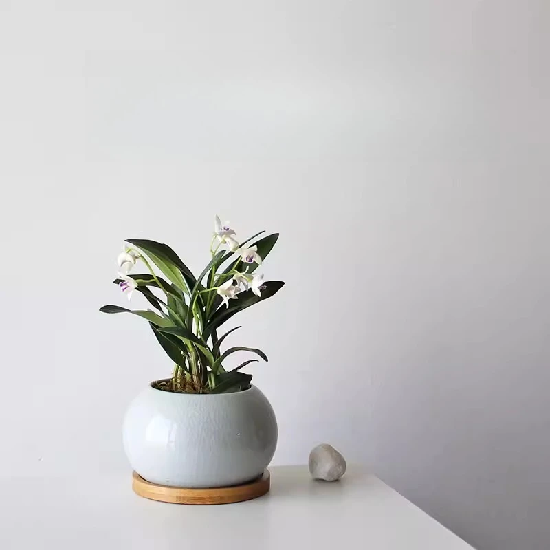 Rich bamboo, mini potted plant, indoor office desktop