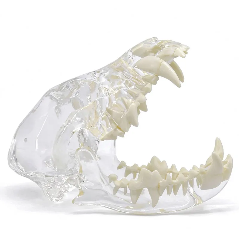 Transparent Animal Skull Dental Model Canine / Feline / Rabbit Clear Jaw with Teeth Visible Tooth Roots Veterinary Teaching Tool