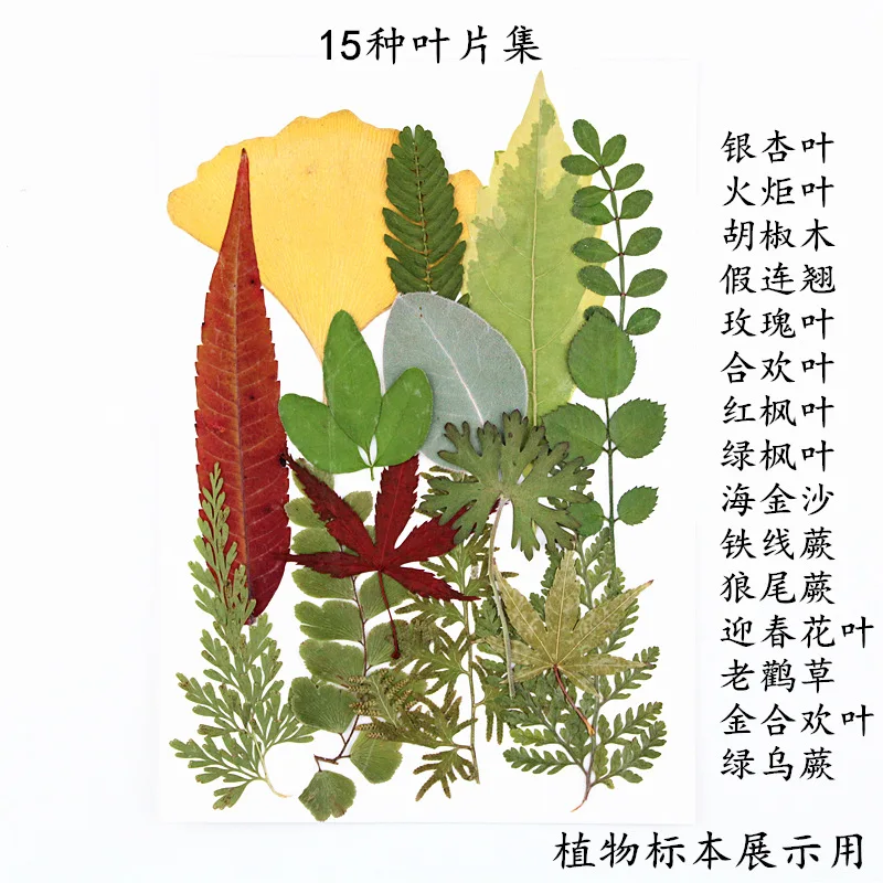 15 kinds of dry leaf collections Real leaf stickers herbarium Real flowers Dry flowers Embossing mobile phone case Bookmark