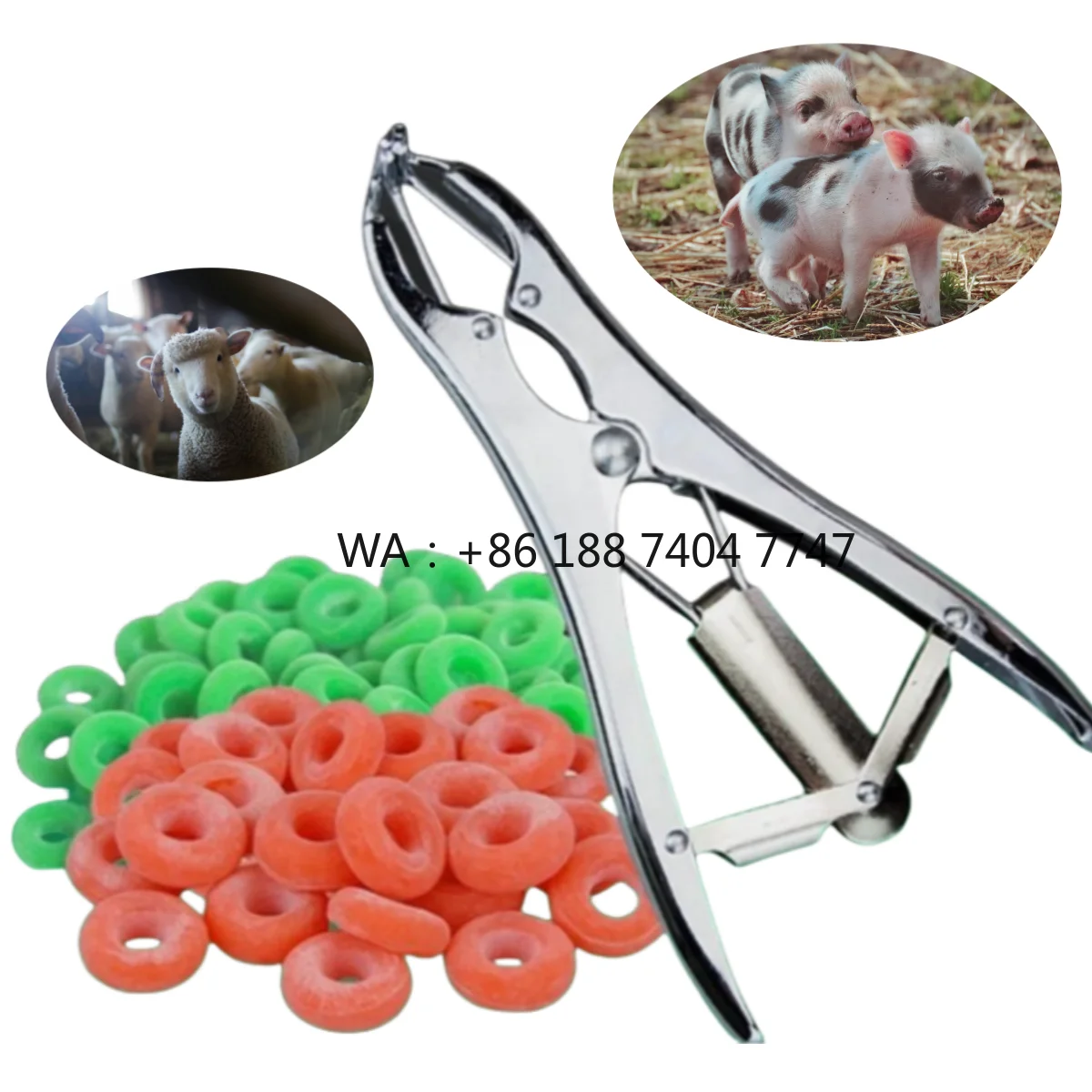 Elasteur-pour-porcelets-et-veaux-kit-d'outils-de-castration-pour-males-pinces-elasteur-pour-betail-avec-anneaux-en-caoutchouc-pour-agneaux
