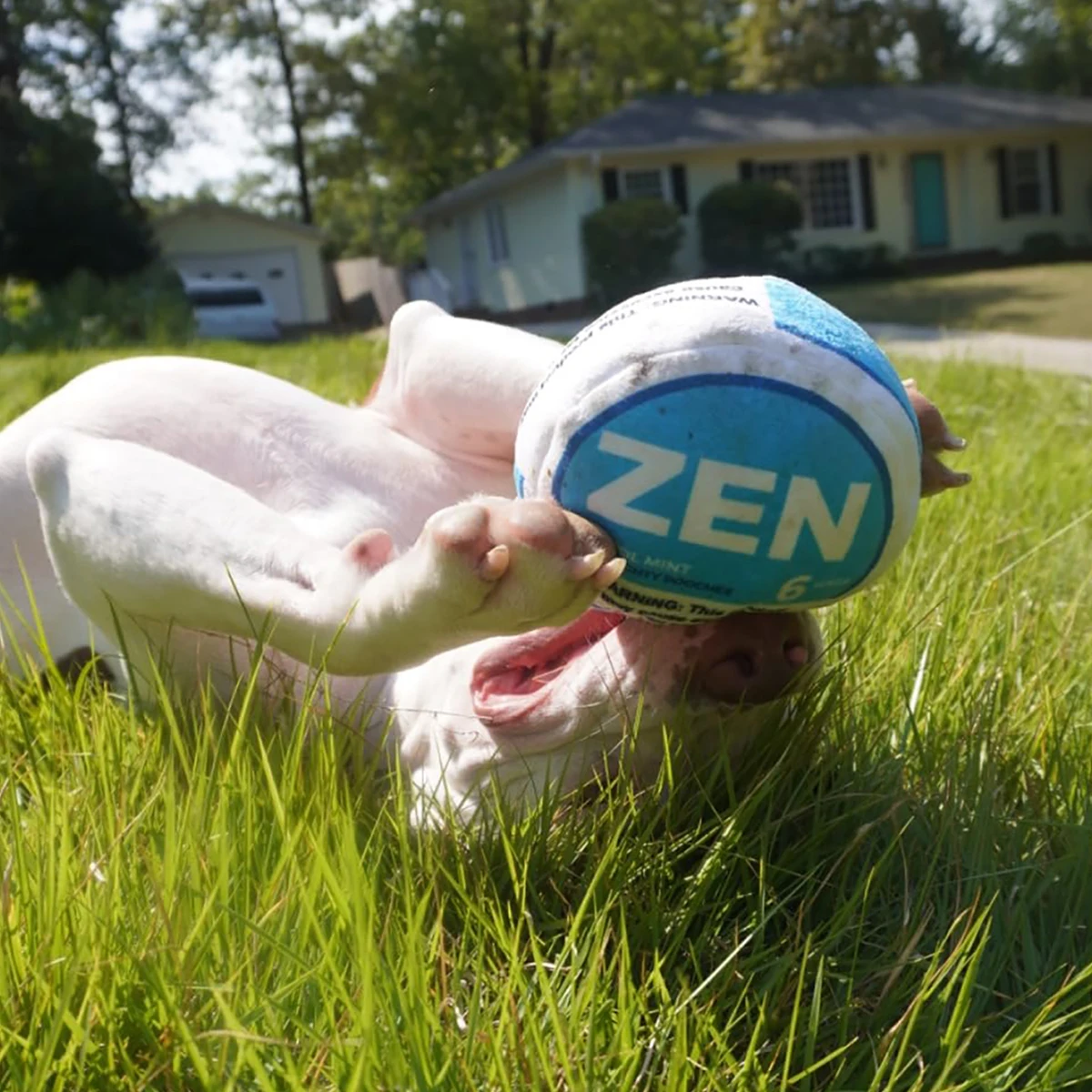 Zen Pupper Deckies Parodie Hundespielzeug – Plüsch quietschendes und knuspriges lustiges Hundespielzeug – Sabbern Mint – Detail 1