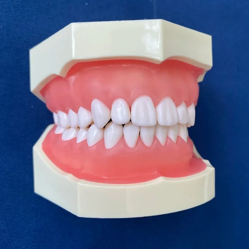 Dentals resin tooth root canal jaw dentals demonstrates model for practice/Dentals Typodonts Exam Prep Model/Education models