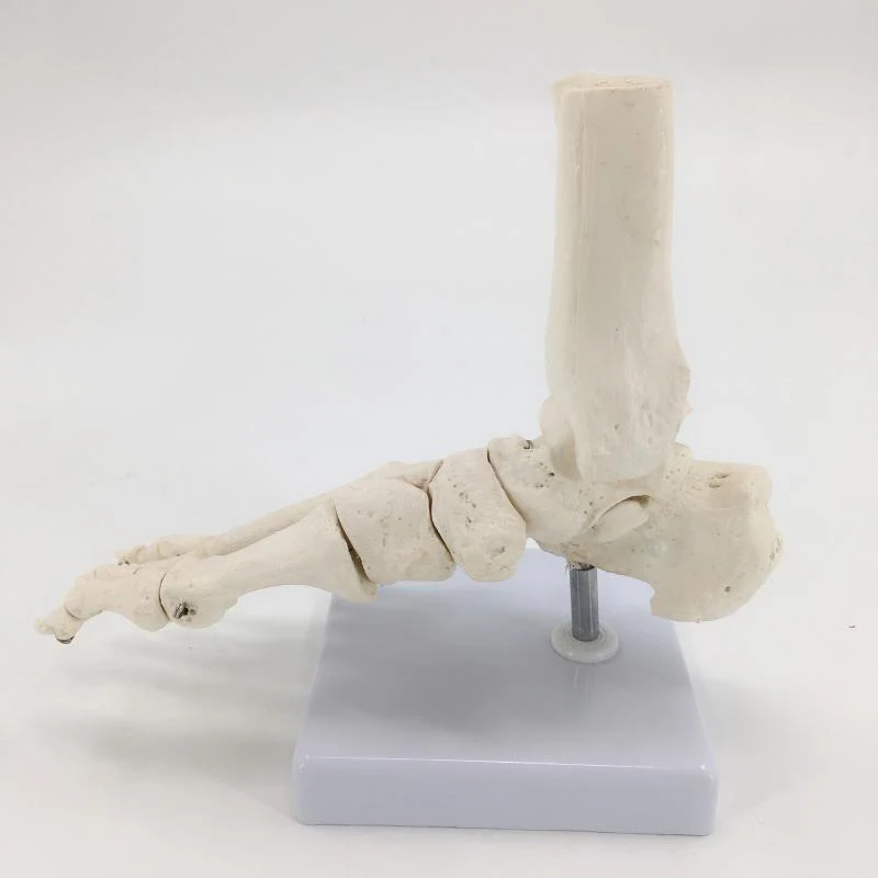 Flexible Foot Bone Model Human Skeleton Anatomy Medical Teaching Tool Educational Equipment Ankle Joint Model Life Size Newest