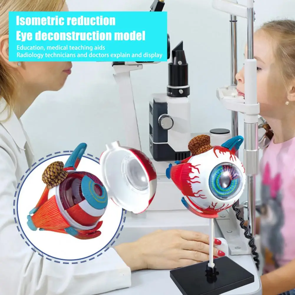 Eye Anatomy Eye Model สําหรับจักษุวิทยาการสอน Aid ที่ถูกต้อง Eye Ball สําหรับนักเรียนการเรียนรู้สําหรับ Anatomy