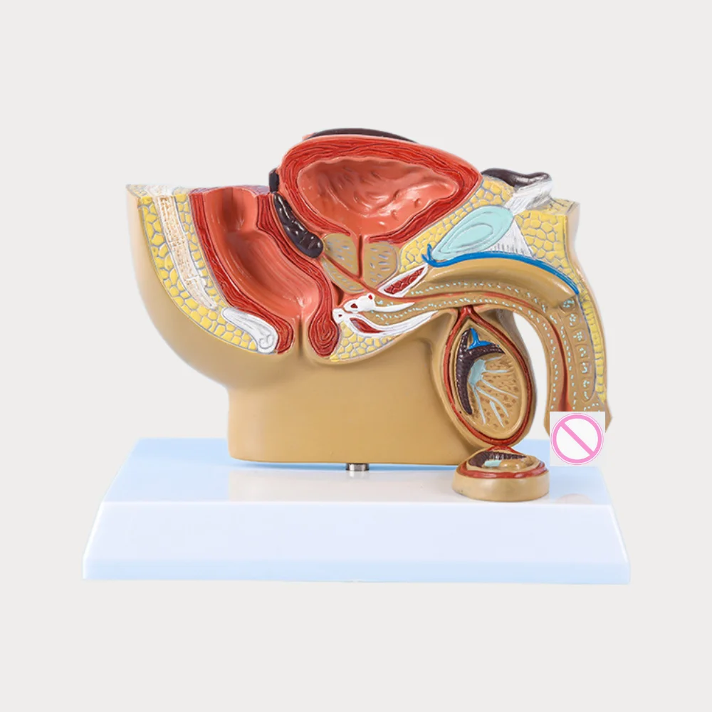

Male Pelvic Model Prostatic Genitourinary System Testicular Section Anatomical Simulator Andrology Reproductive Medical Science