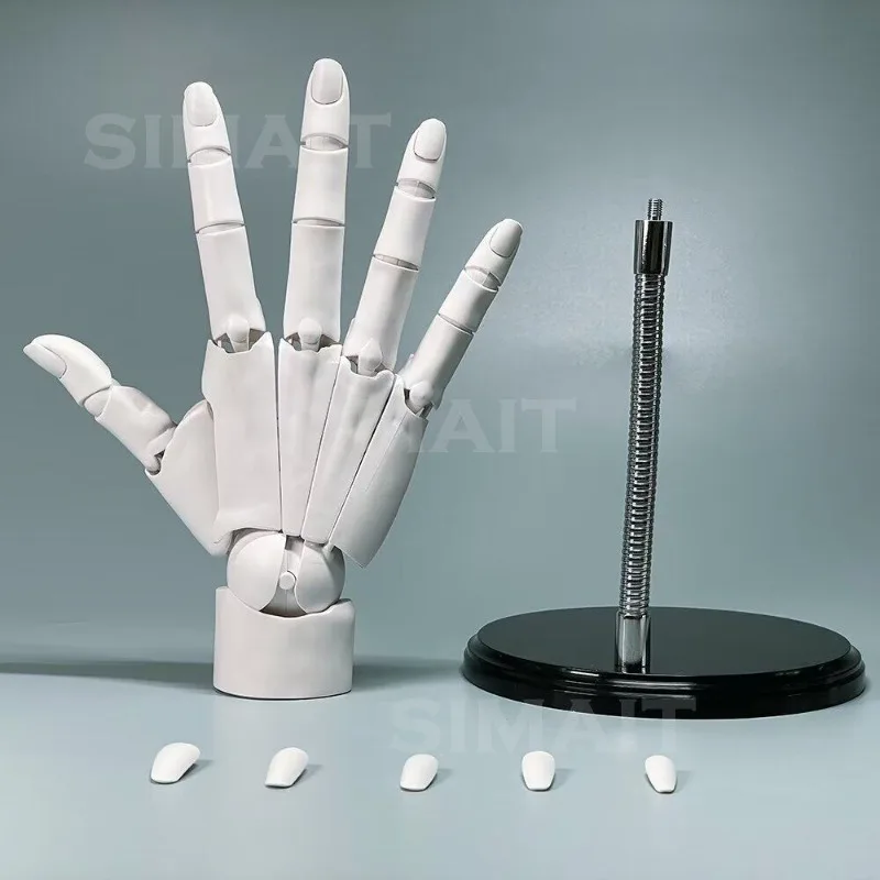 Movable Finger Joint 1/1 Hand Model Bracket, Drawing Sketch, Standard Hand Model