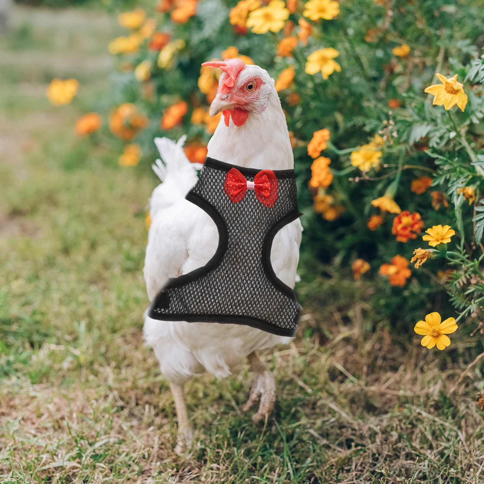 

1Set Chicken Leash Chain Strong Pet Rooster Harness for Walking Running Travel Comfortable Fit Durable Rooster Harness