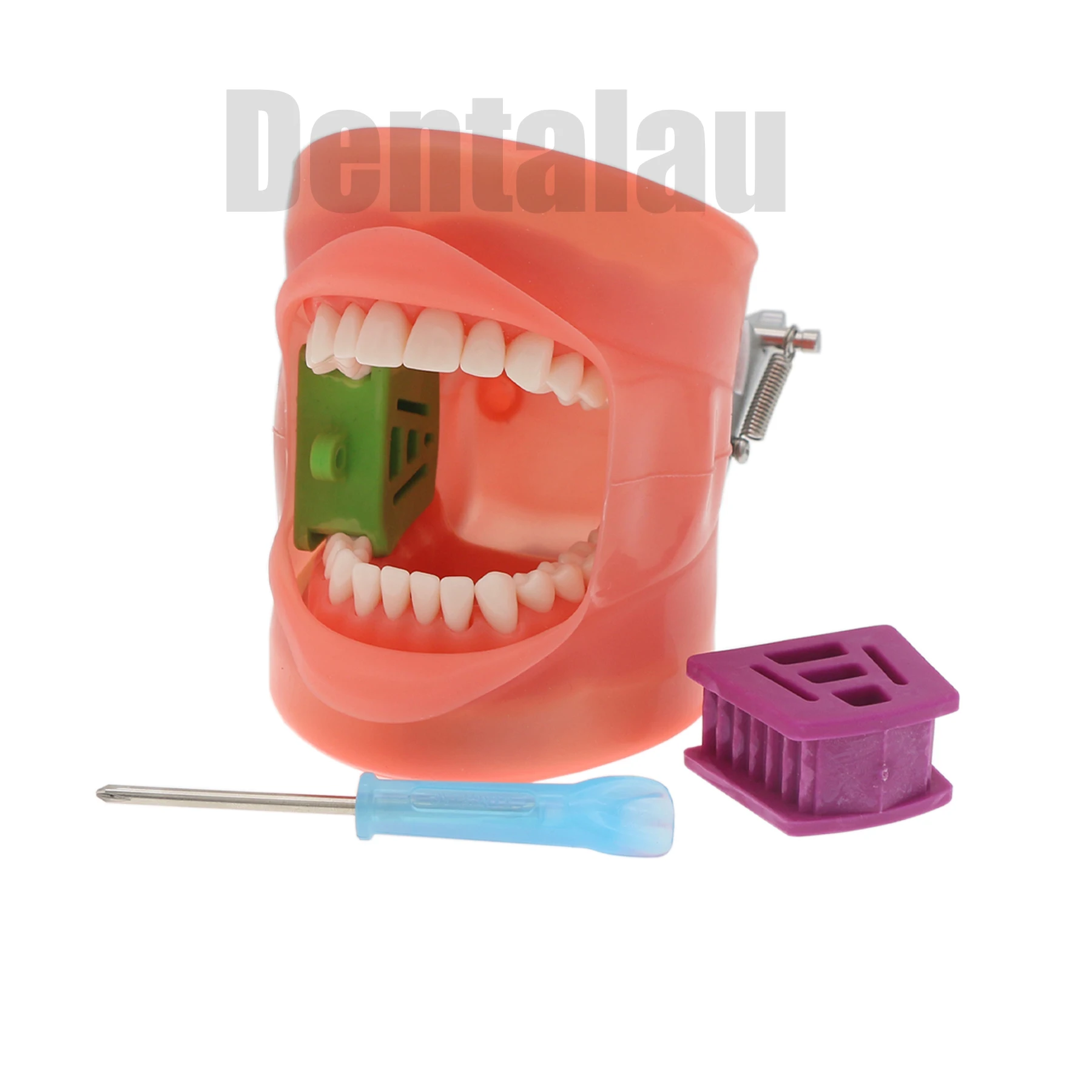 Dental Typodont Teeth Model Compatible Kilgore NISSIN 200 Type Removable Preparation Teeth 32Pcs M8012  Mounting Pole Simulation