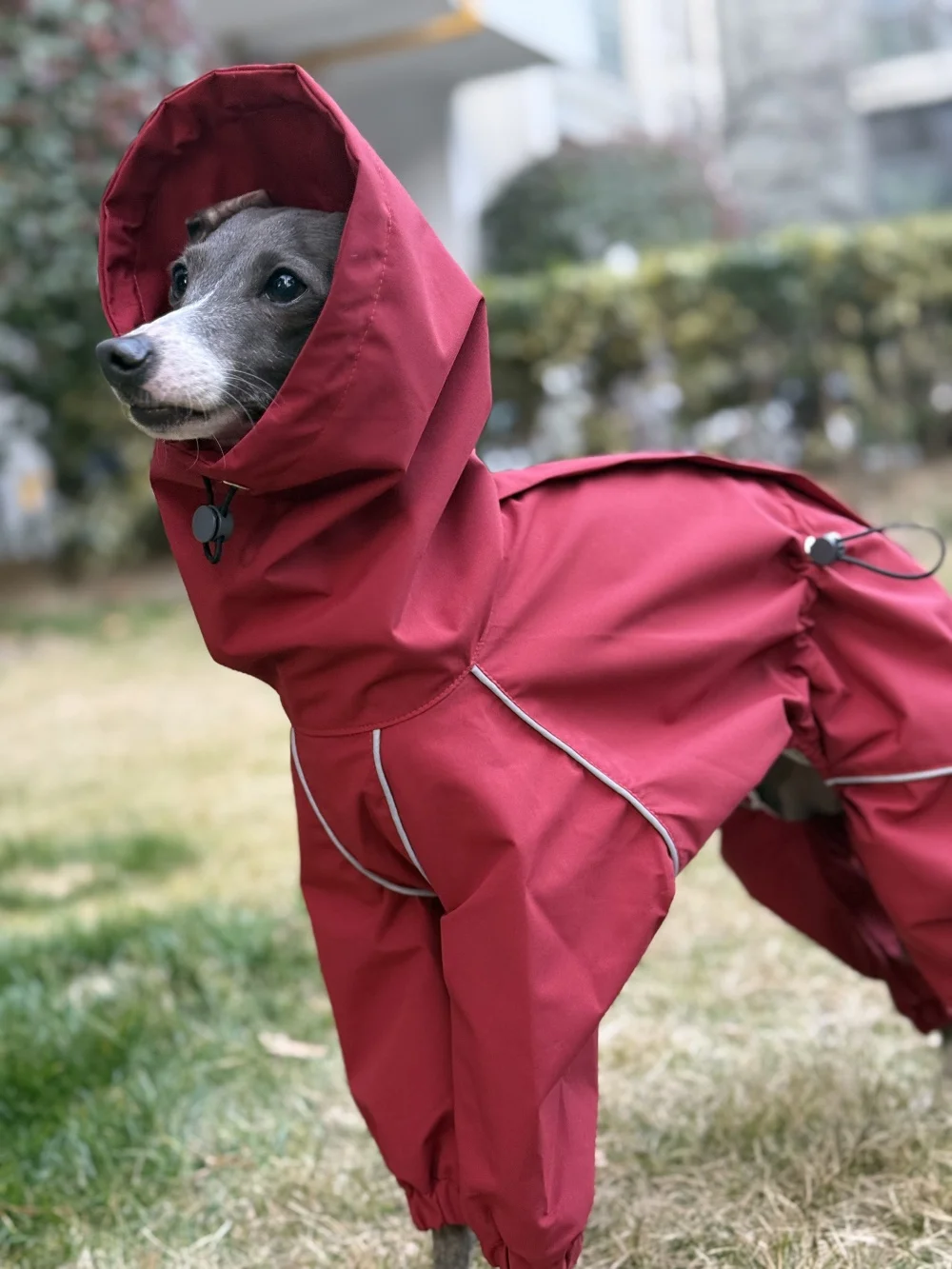 Frühling Sommer Blauer Regenmantel für Italienische Windhunde Winddichte Wasserdichte Jacke mit Rotem Reißverschluss für Whippets Reflektierender Streifenmantel – Detail 15