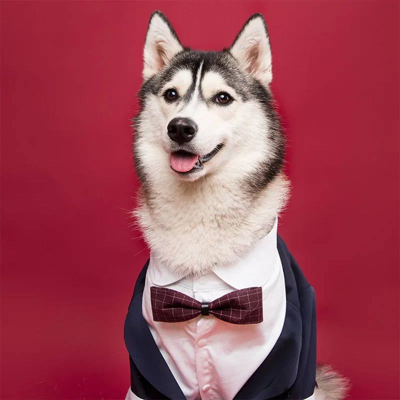 

Suit Dress Wedding Pet Suit Handsome Photo Tuxedo Corgi Shiba Golden Retriever Wedding Photo