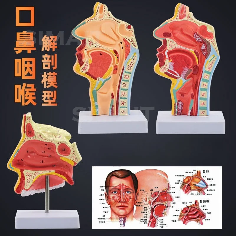 Nasal cavity, oral cavity, larynx, pharynx model nasal cavity longitudinal section model human nasal cavity orthodontic anatomy