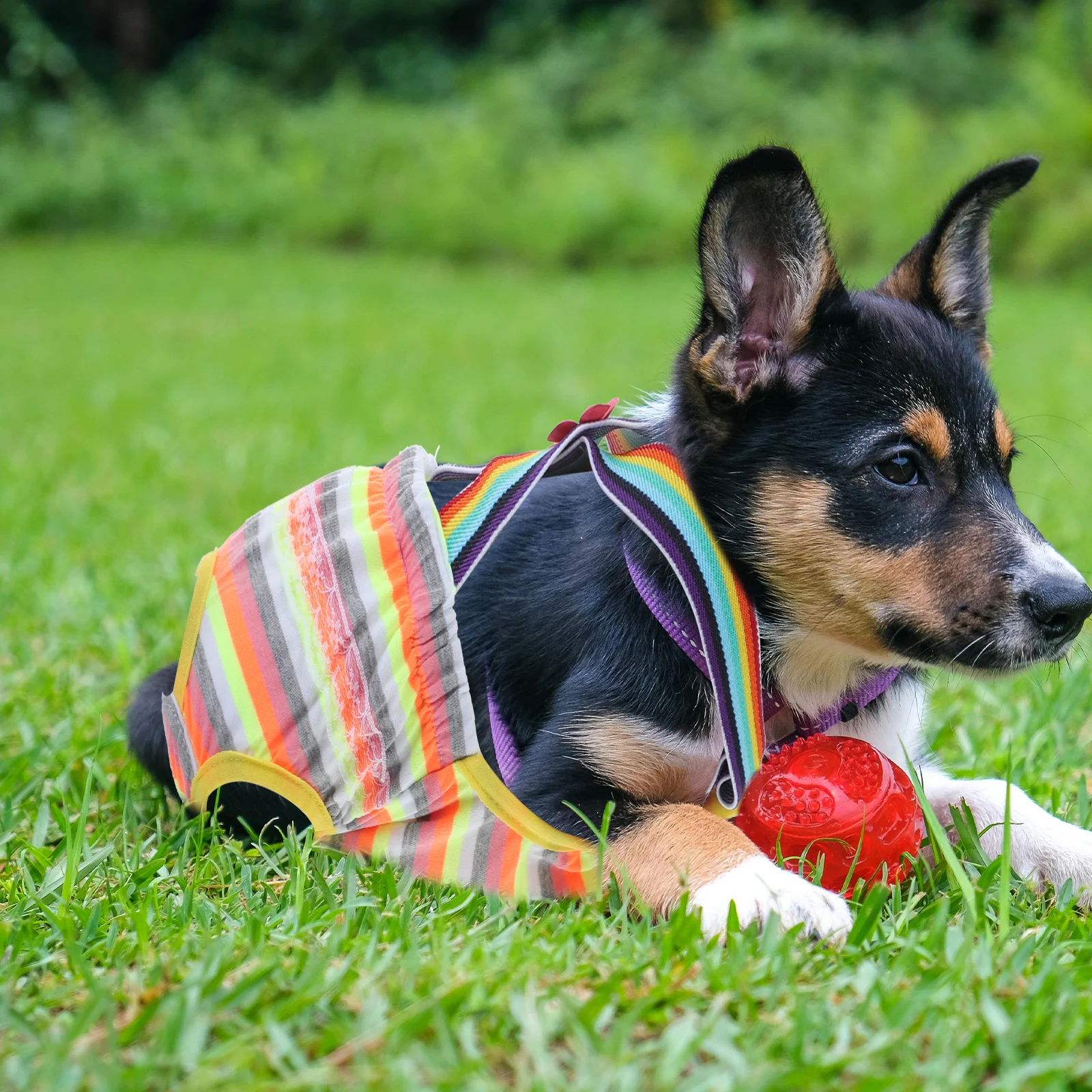 

Straps Pet Physiological Pants Panties Diaper Dog Female Doggie Period Diapers Bridegroom