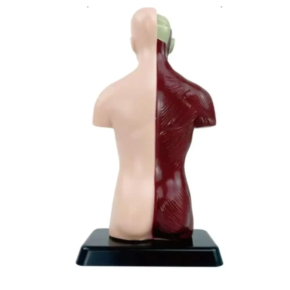 Plastics Human Torso Anatomy Model DIY Mannequin Montessori Human Body Educational Prop Construction Education Toys