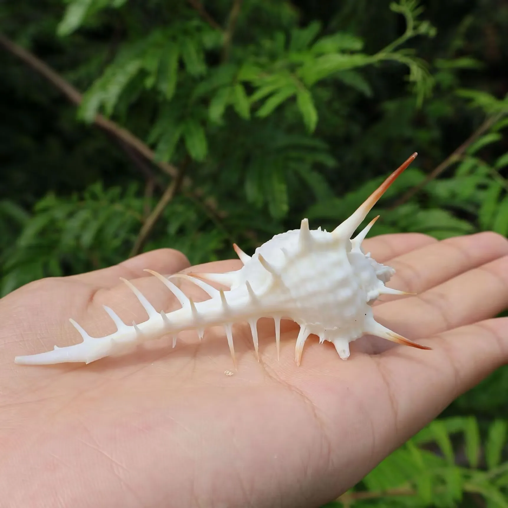 New White Long Thorn Snail Natural Shell Conch Venus Skeleton Witch Skeleton Home Decoration Handicraft Ornament