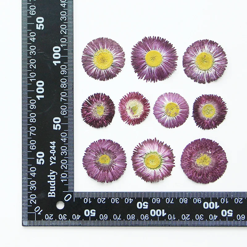 

60pcs Pressed Dried Bellis perennis L Flower Herbarium For Jewelry Postcard Bookmark Frame Phone Case Face Makeup Lamp Card DIY