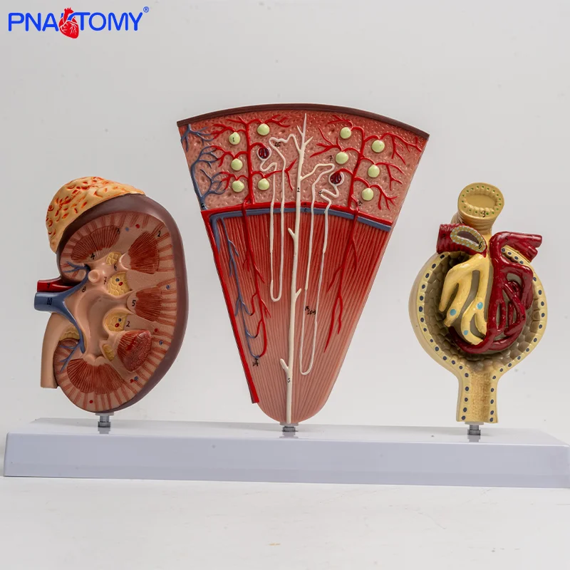 

Anatomical Model of Human Three-dimensional Kidney Kidney and Nephron Glomerular Urinary System