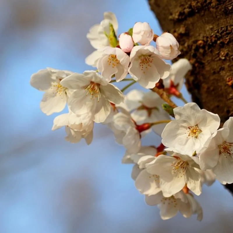 

4pcs 1/8 4WD Nitro Off Sponge Tires Flat RunWheel Rim 17mm Hex for 1/8 RV Racing Flat Run S86E Hongnuo X3GT Sponge Tires