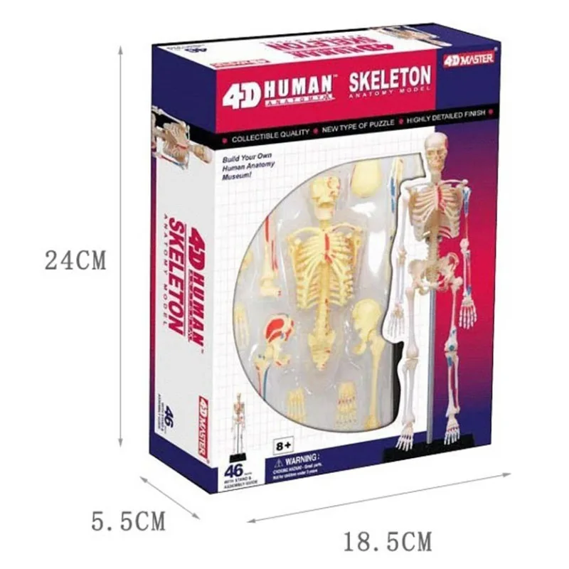4d Human Full Skeleton Anatomy Model puzzle Assembling Toy Medical Teaching Aid Laboratory Education Equipment master