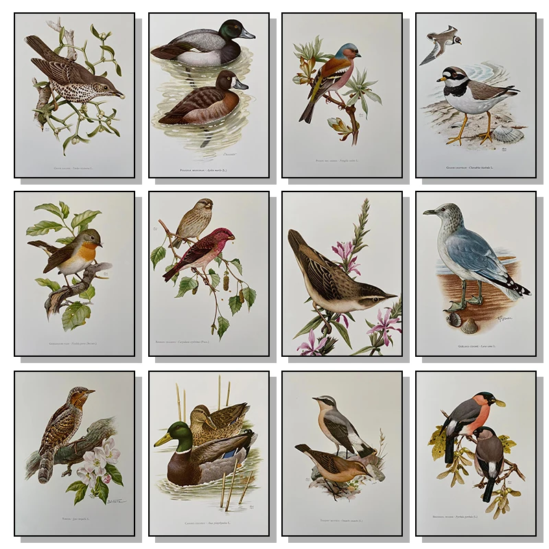 Retro Birds Animals Poster Wildlife Ornithology Illustration Canvas Painting Vintage Antique Wall Art for Living Room Home Decor