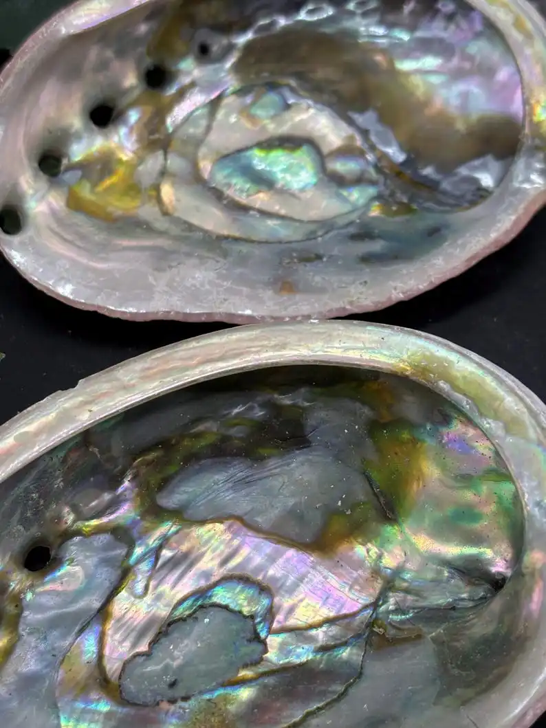 Abalone-Hülle – rote Abalone-Hülle – gereinigte Abalone-Hülle, einzigartige Probe für Sammlerstücke und pädagogische Nutzung – Detail 6