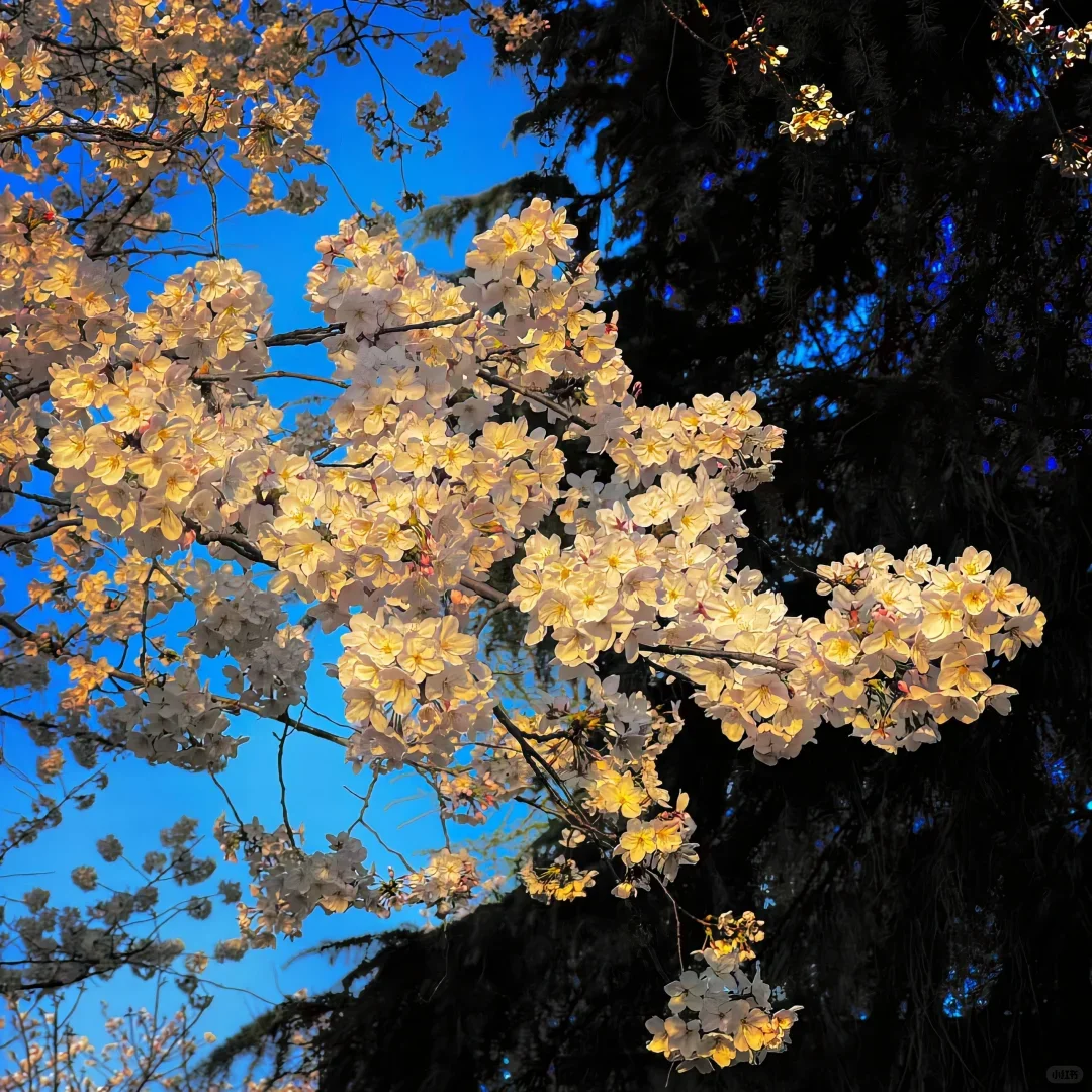 

12V 20Ah Lithium Battery LiFePO4 DeepCycle Rechargeable Battery With 20A BMS For Solar Wind Power Marine Fish Finder Ride-on Toy