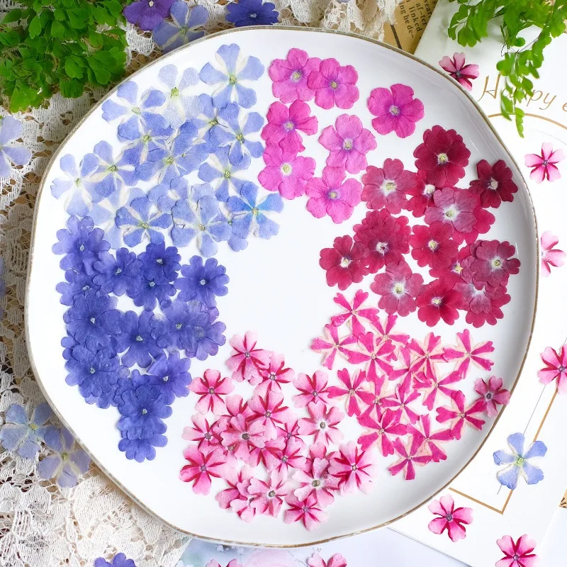 50 Piezas/1.5-2cm, Flores de Verbena Secas Prensadas, Arte Facial DIY, Resina, Joyería, Arte de Uñas, Marco de Fotos de Plantas, Adorno Floral Artesanal