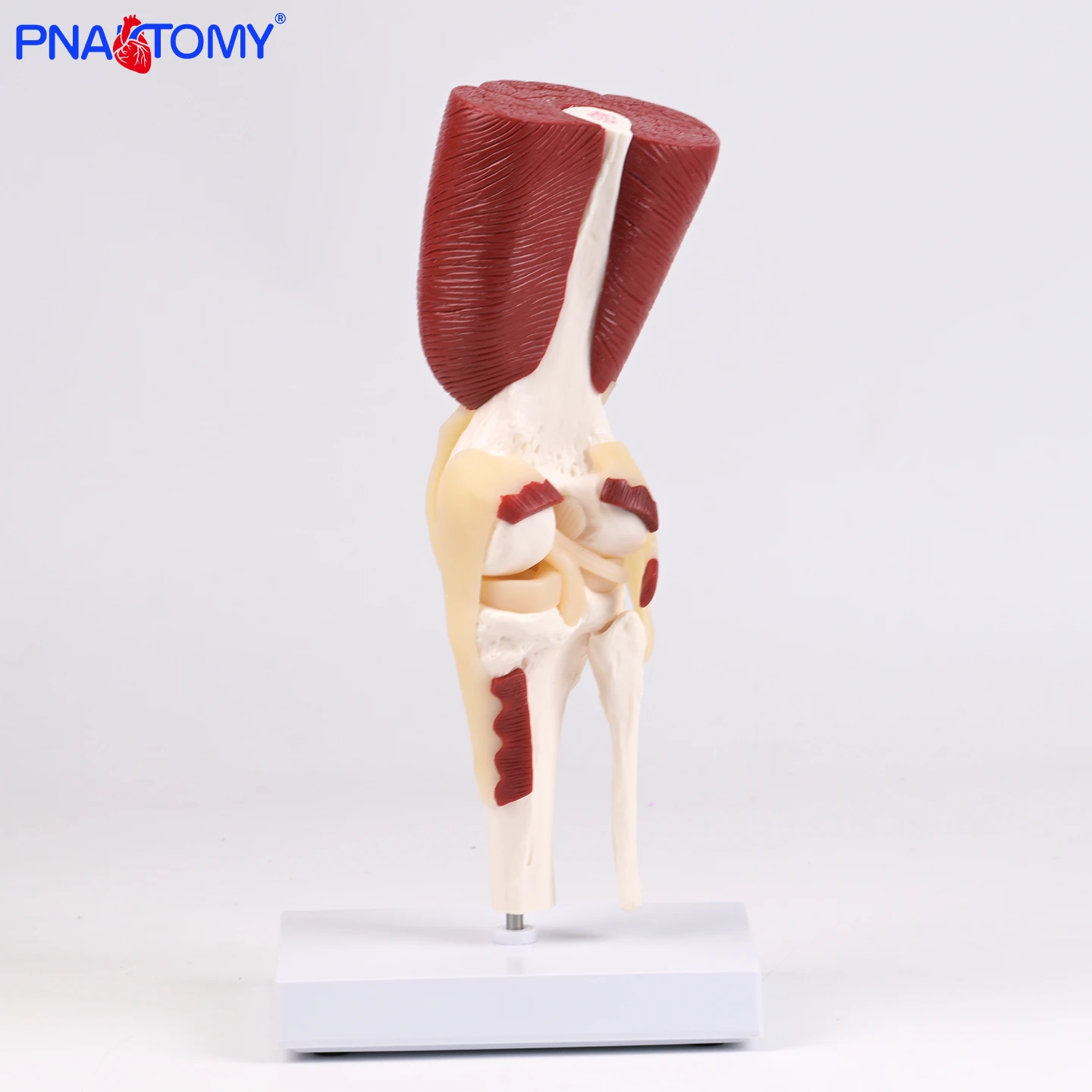 

A Large-scale Anatomical Model of the Human Knee Joint Including Muscles Ligaments and Bones