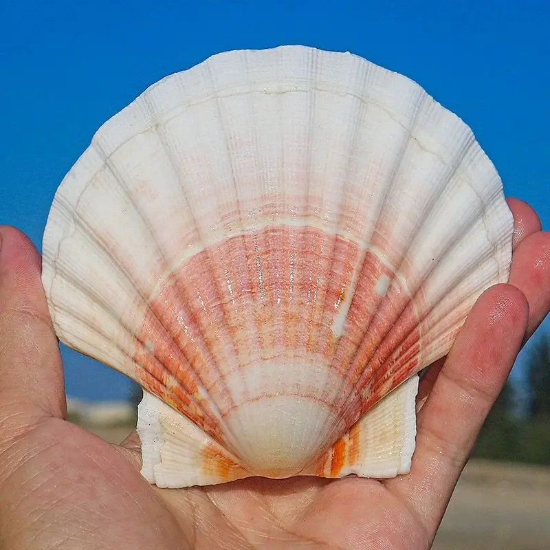 Hawaiian Scallop Painting Shell Large Natural Conch Shell White Scallop Landscaping Ornament