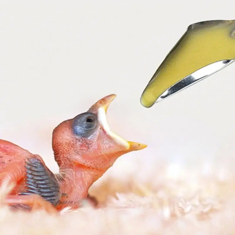 N84C Pet Bird Feeder الملاعق Bulk 10pcs حديثي الولادة تغذية الملعقة ملاعق تغذية الغذاء ماء للطيور الصغيرة لوازم الحيوانات