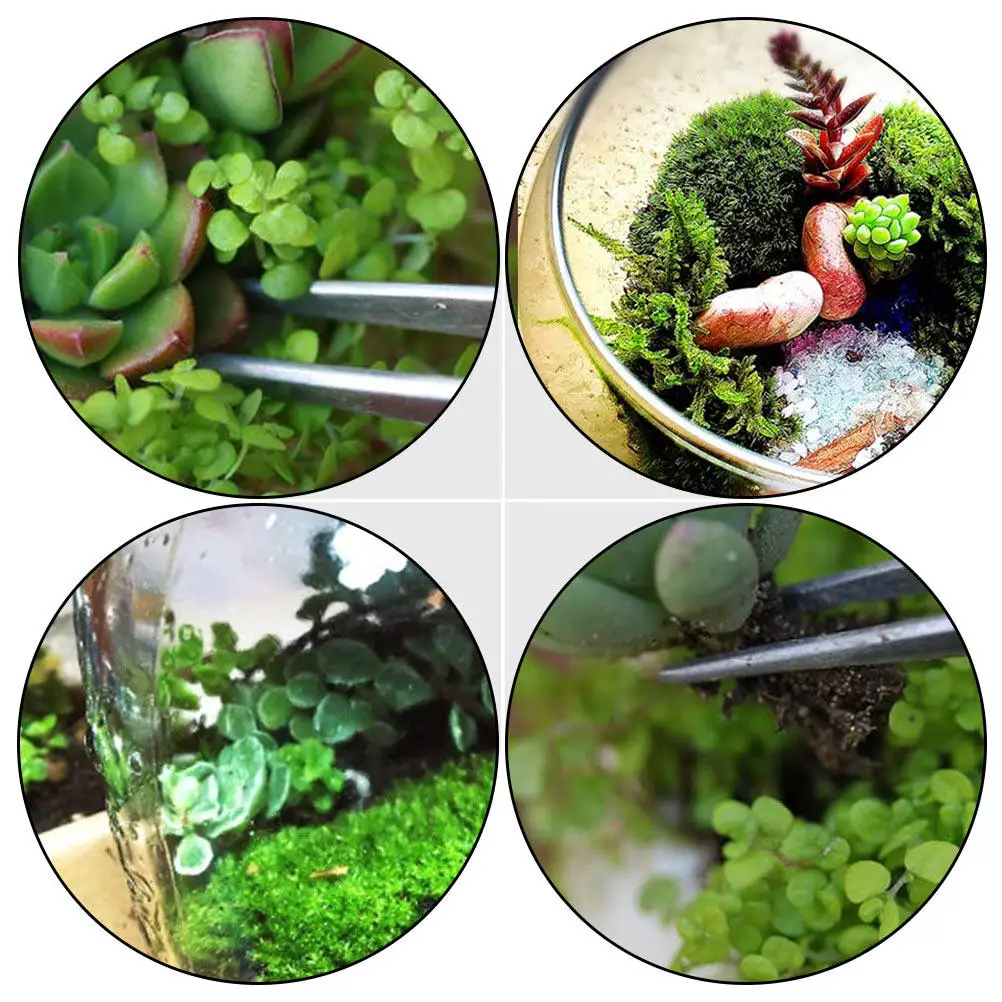 

Набор из 6 пинцетов из нержавеющей стали для суккулентов, пересадки овощных рассадок, посадки цветов, компактный садовый инструмент