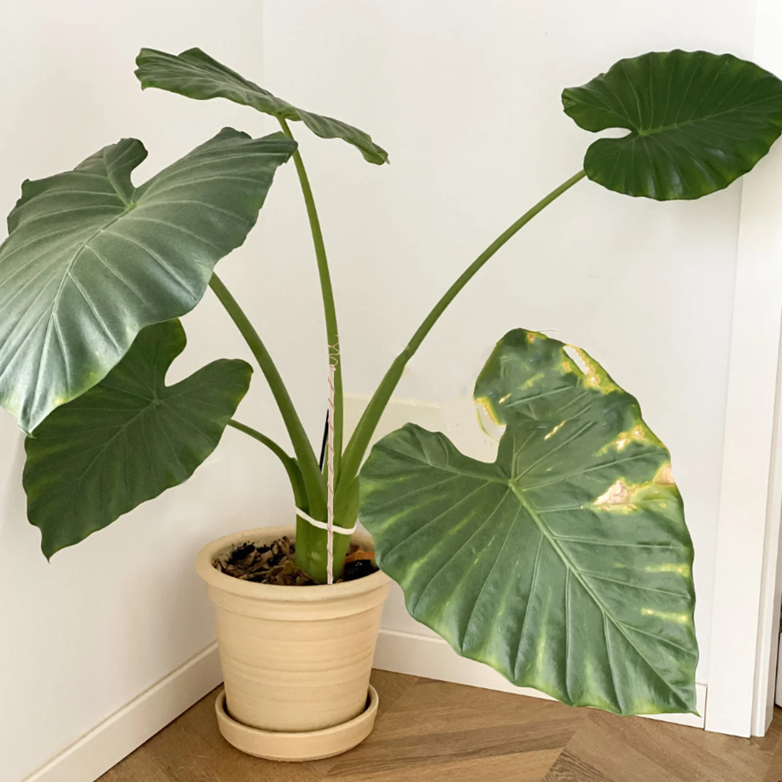 Садовый медный кол