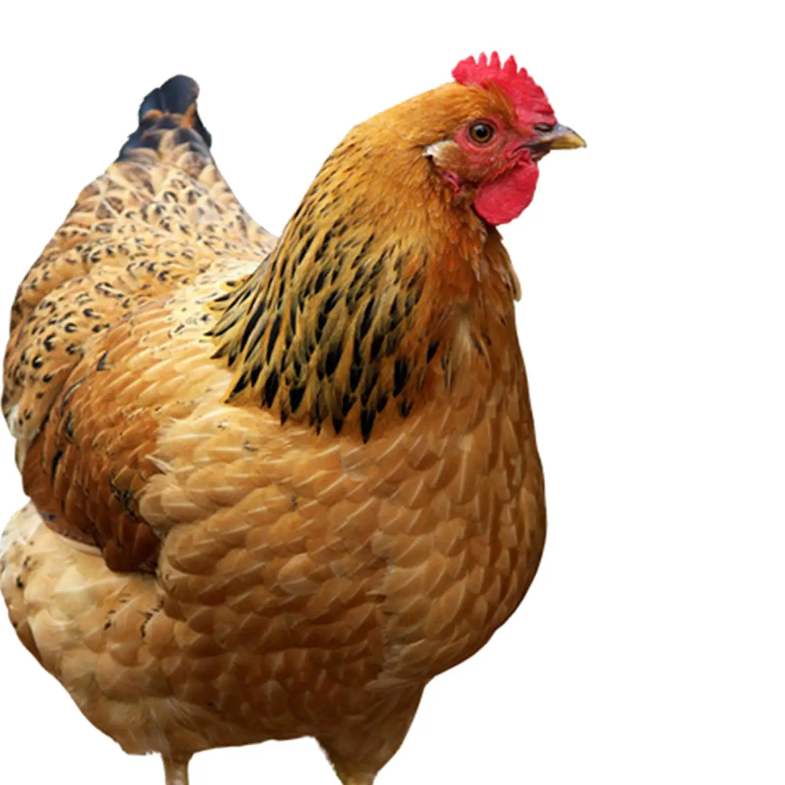 2 Pieces Hen Statue Garden Stakes Yard Art Ornaments Realistic Animal Sculptures