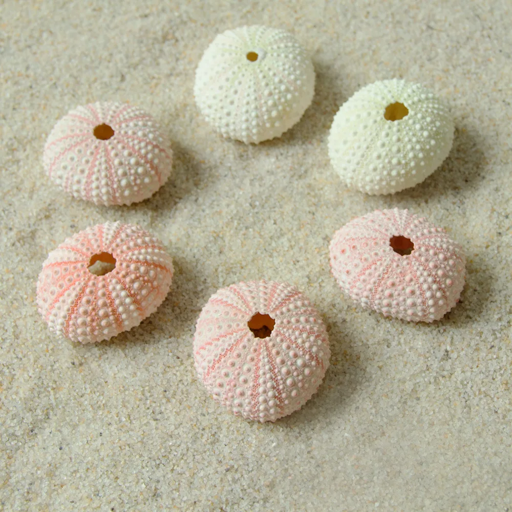 6pcs 3cm-5cm size natural sea shell natural sea urchin shell for decoration or gift