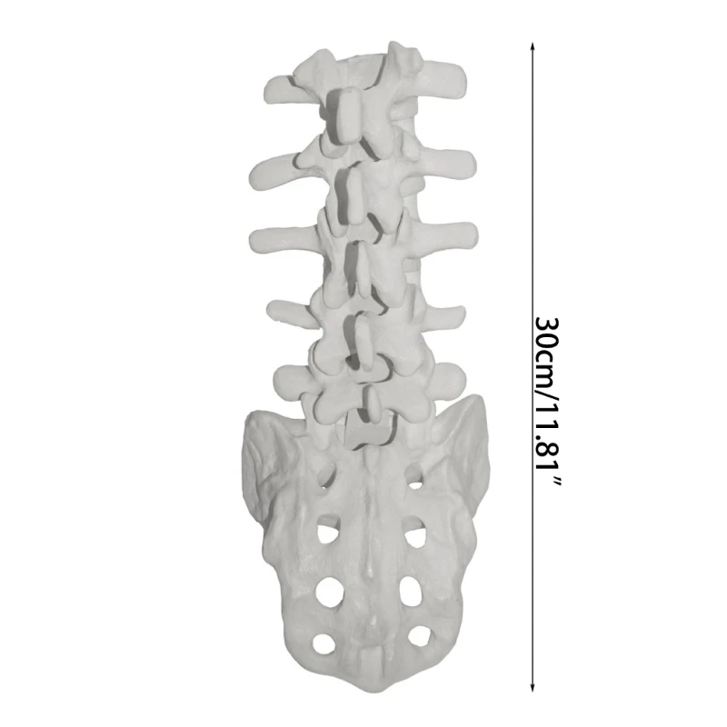 Human Lumbar Vertebrae Model with Sacrum Teaching Tool Lumbar Vertebrae Anatomically Model for Student Study Display Y3NC