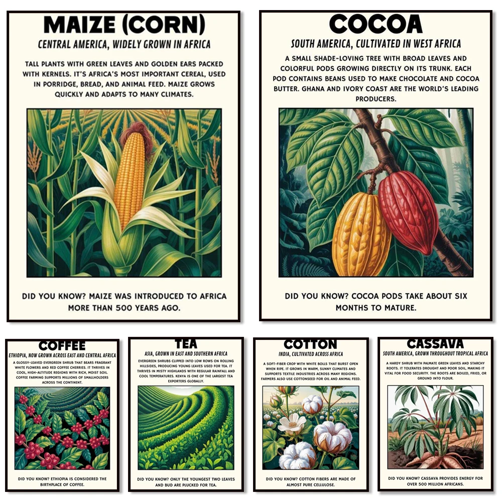 Impresiones de plantas africanas, mandioca, algodón, maíz, té, impresiones de café, decoraciones para el aula de ciencias, carteles de exhibición de geografía.