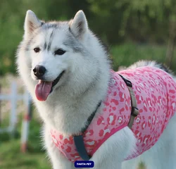 Large Dog Vest Skirt for Summer, Poodle, Corgi, Samoyed, Husky, Labrador, Golden Retriever, Border Collie, Big Dog Clothing