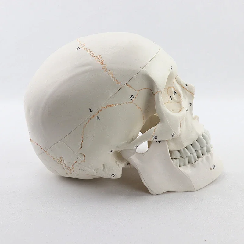 Tête d'Anatomie de Crâne Humain en 3 Parties, Modèle d'Enseignement Médical, Taille Réelle, avec PerfecCap, Mâchoire Mobile, Modules Pehonneur à la Main