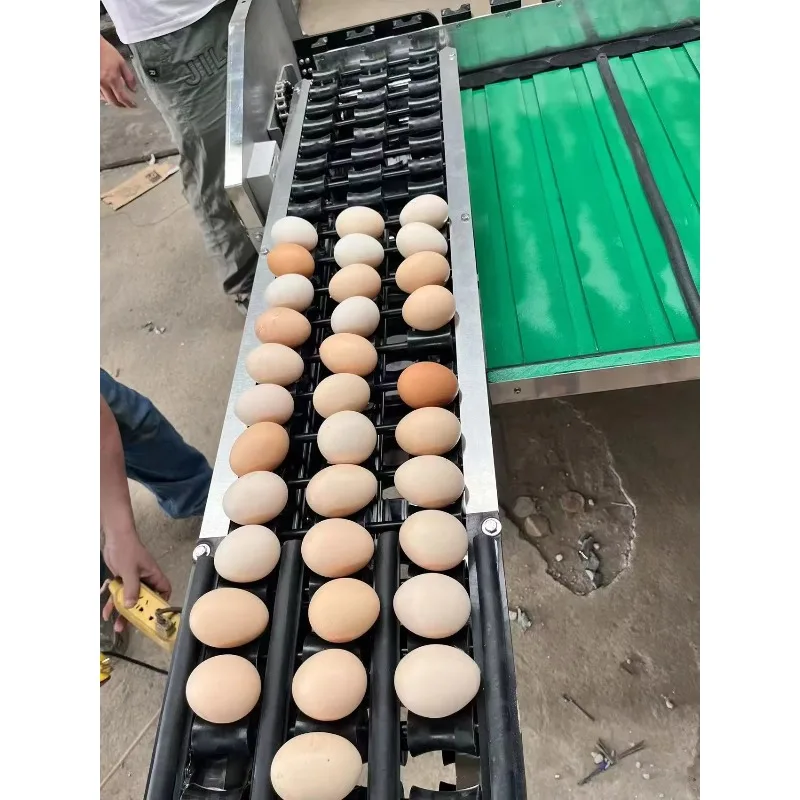 Electronic Scale Automatic Egg Inspection & Classify Size Sorter Grader Sort Egg Grade Machine/Egg Weight-based Classification