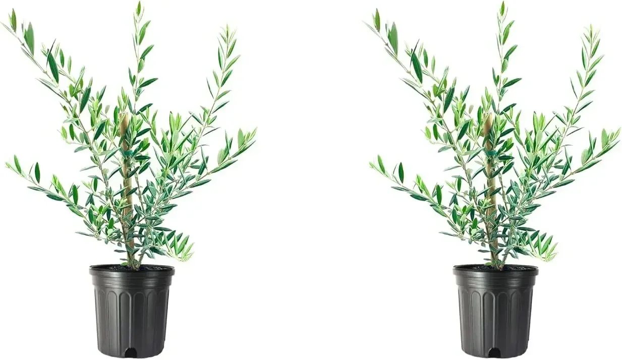 

Arbequina Olive Tree | 1 Live #1 Size Pot | Grow Your Own Olives Indoors,Set Of 2