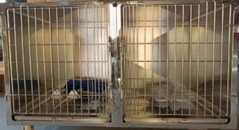 High Quality Reusable 304 Stainless Steel Dog Cage Dimensions 1220x700x820mm 2-Year Warranty For Veterinary Hospital Use Foster