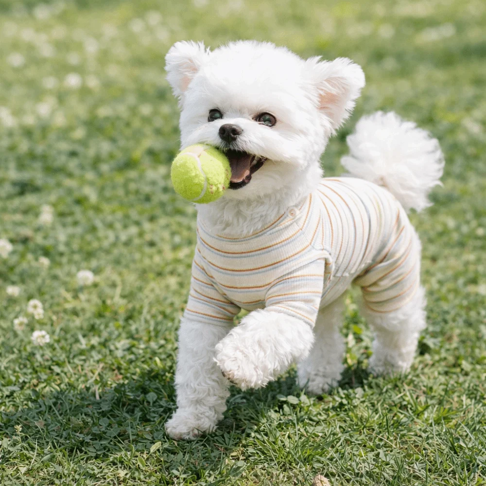 Pijama informal de rayas para perro, mono de cuatro patas cómodo y cálido, cubre vientre para mascotas, uso diario