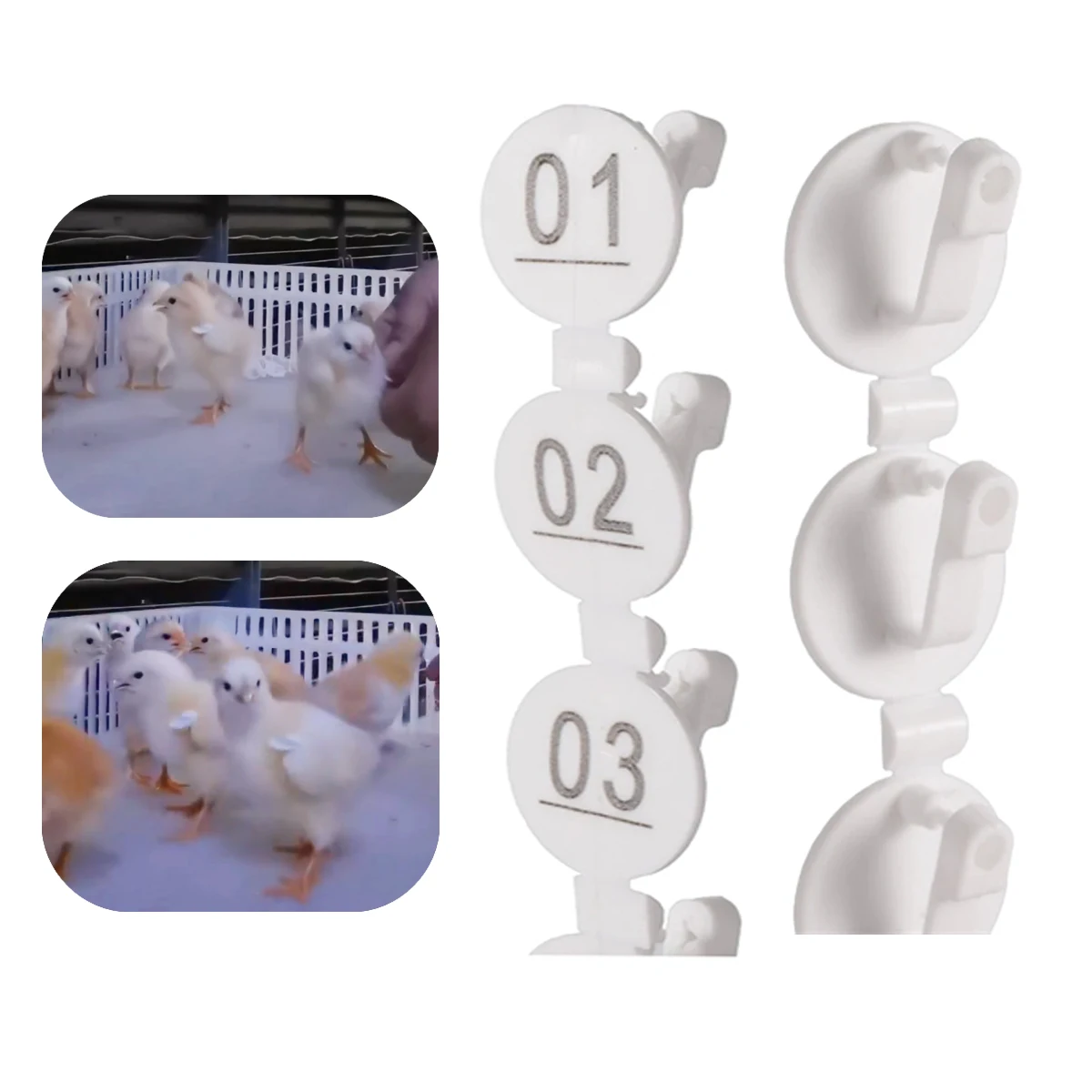 NO.01~50 Round/Square Farm Poultry Wings Number Identification Plates Chick Duck Pigeon Quail White Label Buckles 1 Pack/50Pcs