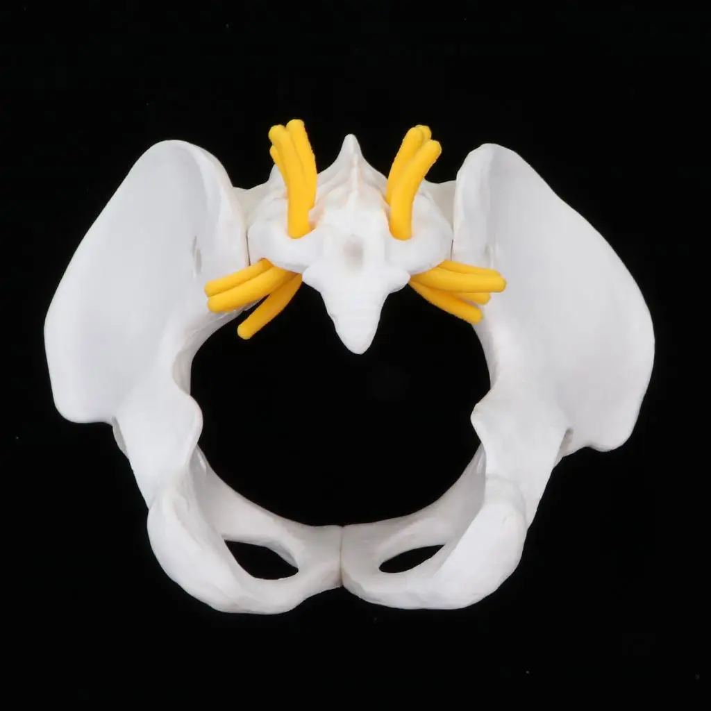 PVC Human Female Pelvis Statue Detailed Skeleton Mini Anatomical Model for School Lab Display