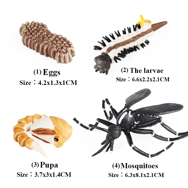 Oenux Life Growth Cycle Moth Snail Mosquito Locust Animals Model Action Figures Set Cute Cognitive Toy Kids Montessori Education