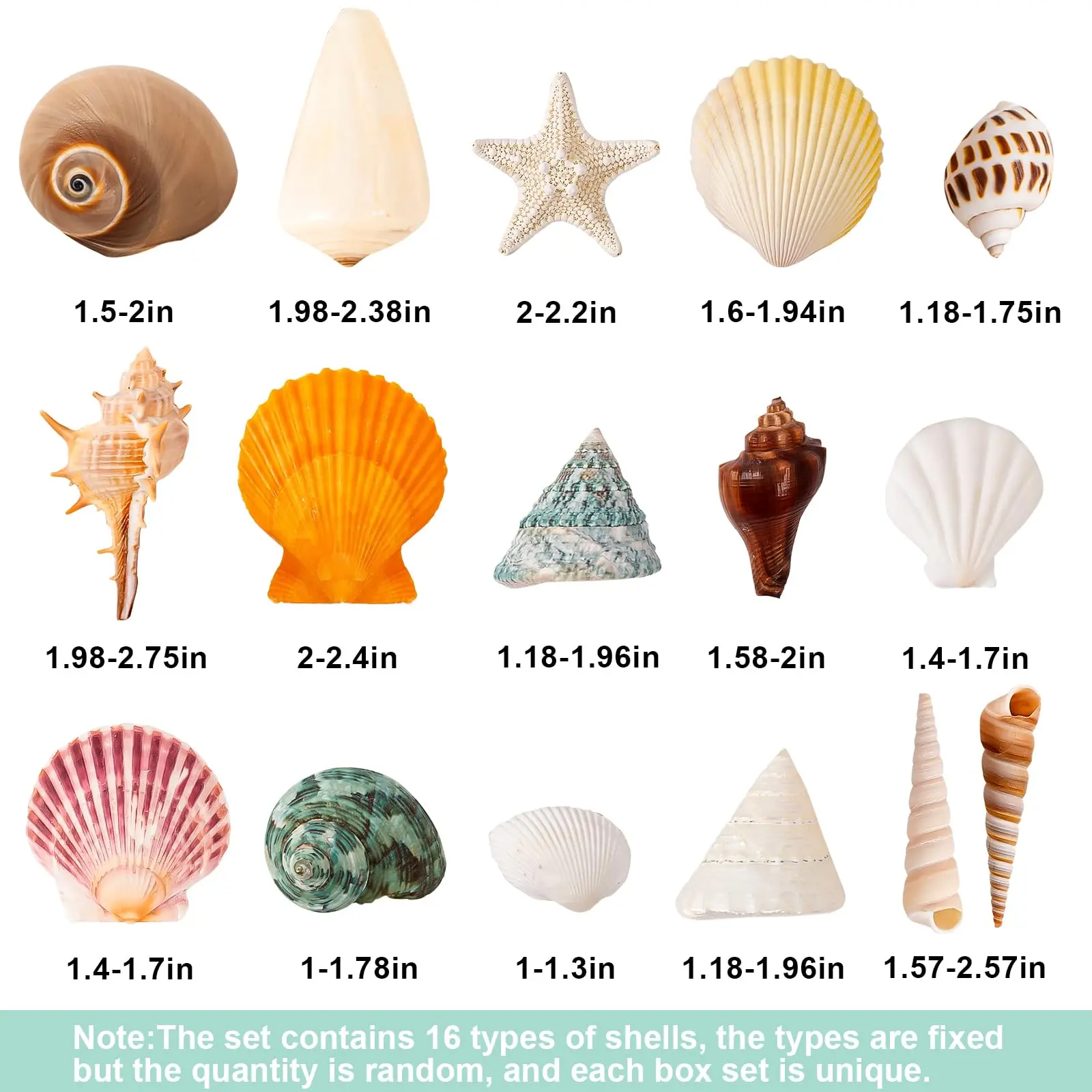 Sea Shell Mixed Ocean Shells Set, 60PCS  Various Sizes Natural Seashell & Starfish for Beach Themed Decor, Fish Tank, Wedding