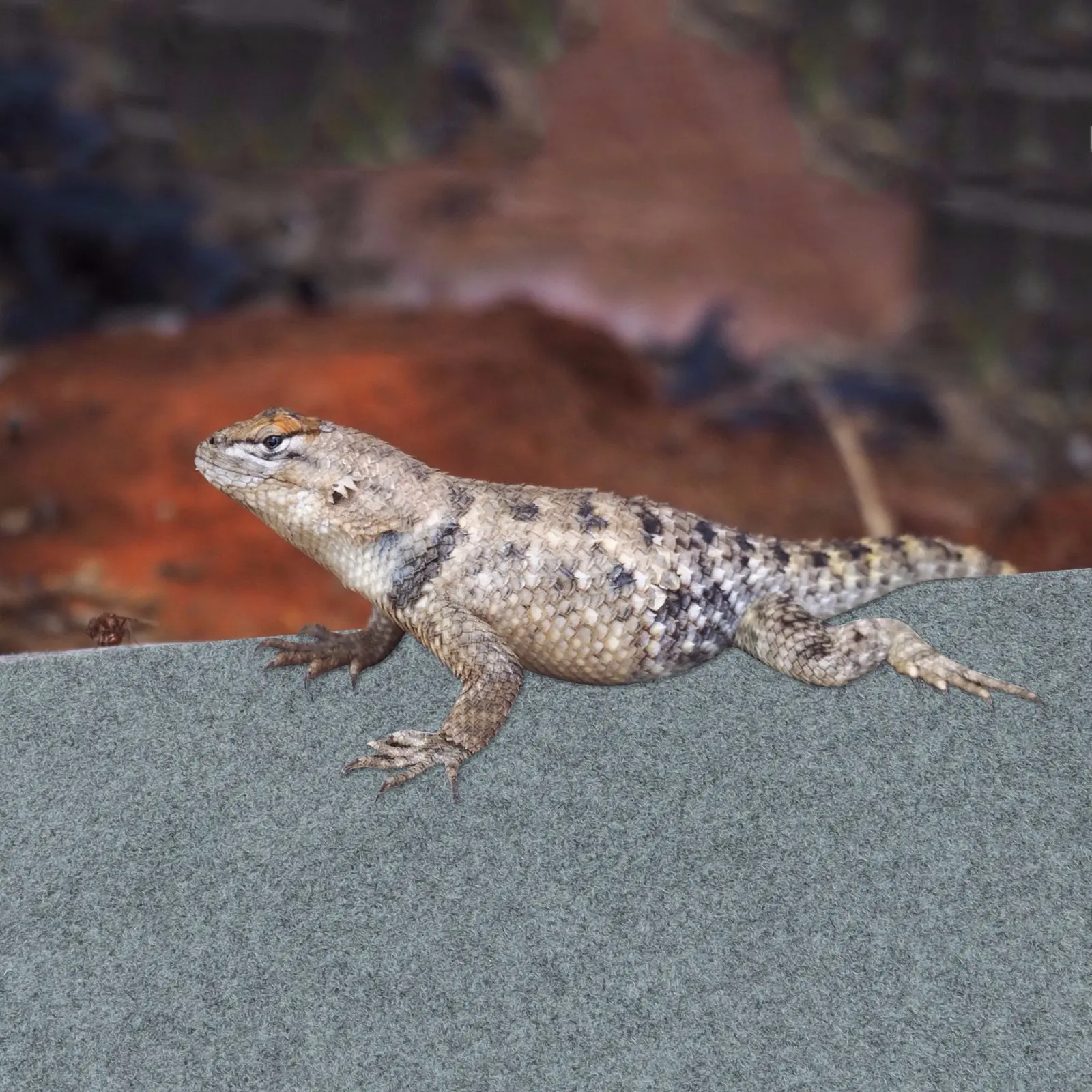 

Reptile Carpet Mat Polyester Fiber Non Abrasive Substrate Reptile Cage Liner Pet Terrarium Substrate Reusable Absorbent